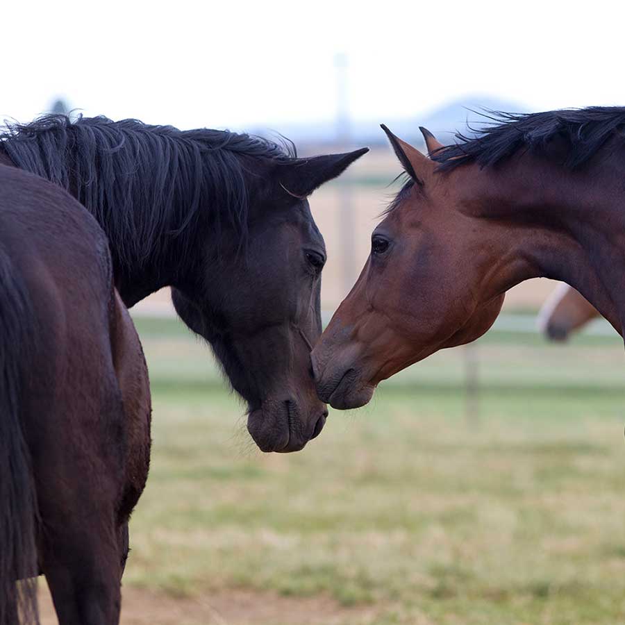 Equine and Canine Insurance offered by Johnnie Walker Insurance of Columbia County NY